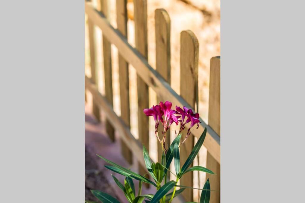 L'Arbre A Soleil Villa Aigues-Vives  Ngoại thất bức ảnh