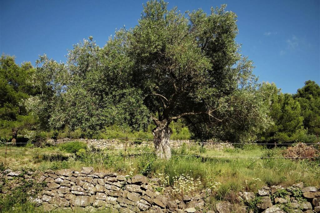 L'Arbre A Soleil Villa Aigues-Vives  Ngoại thất bức ảnh